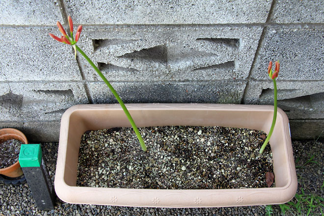 f:id:takahikonojima:20190928111256j:plain