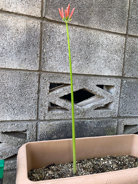 f:id:takahikonojima:20190928111303j:plain