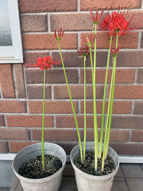 f:id:takahikonojima:20190928111316j:plain