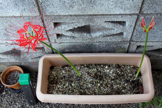 f:id:takahikonojima:20190928111322j:plain