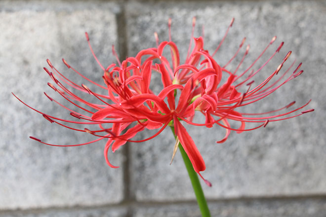 f:id:takahikonojima:20190928111329j:plain