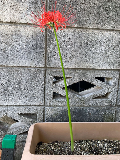 f:id:takahikonojima:20190928111452j:plain