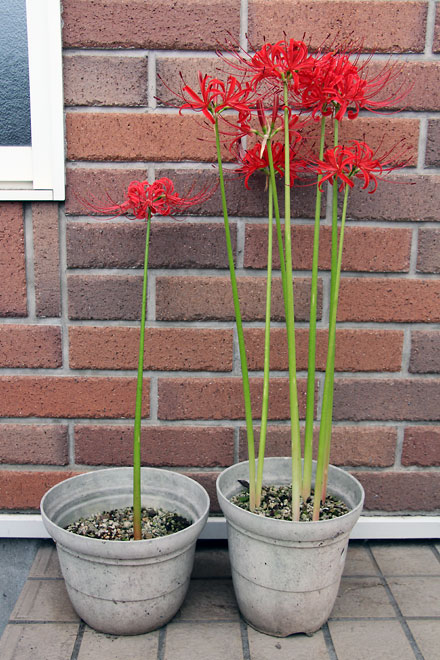 f:id:takahikonojima:20191008075942j:plain