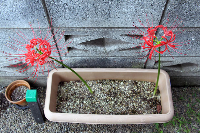 f:id:takahikonojima:20191008075951j:plain