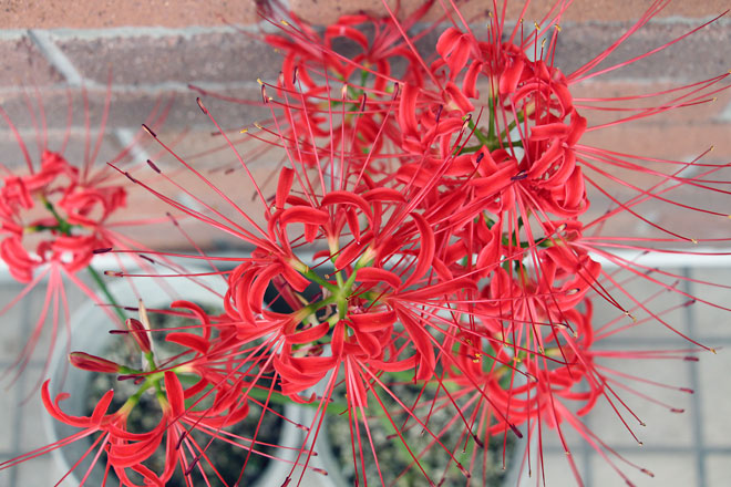 f:id:takahikonojima:20191008080030j:plain