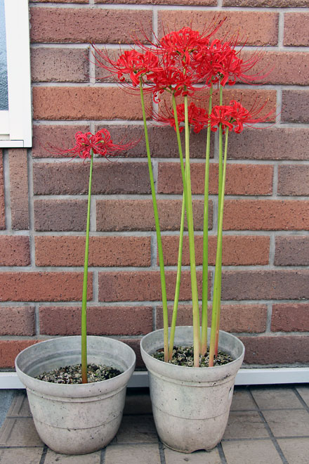 f:id:takahikonojima:20191008080053j:plain