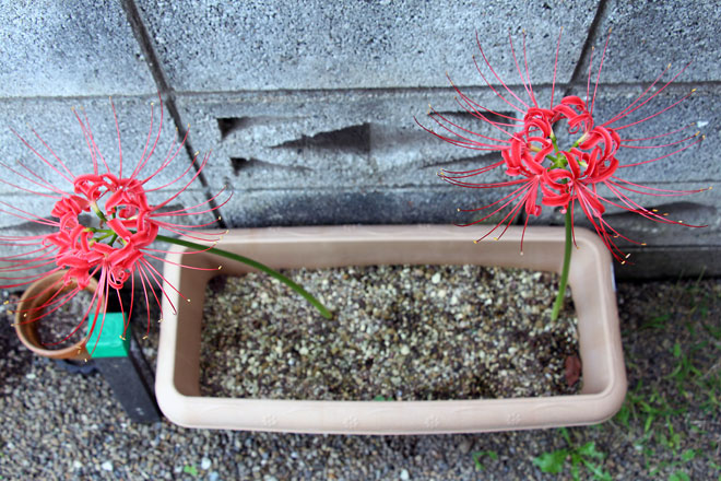 f:id:takahikonojima:20191008080059j:plain