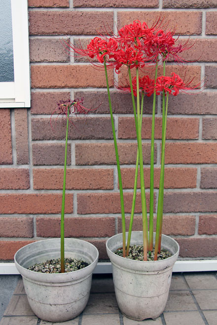 f:id:takahikonojima:20191008080132j:plain