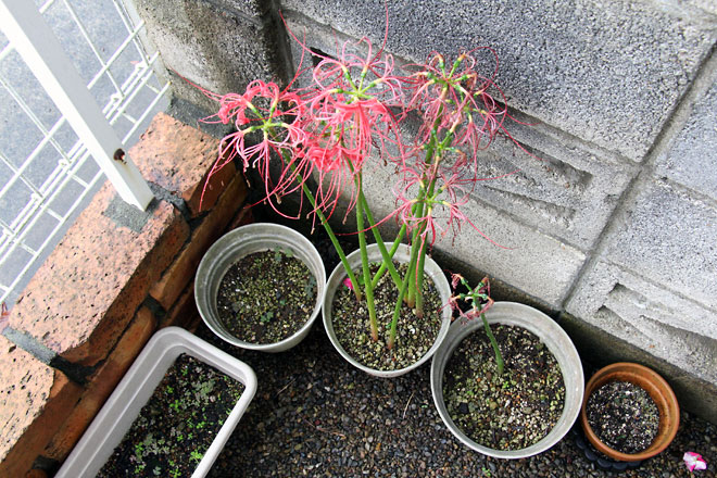 f:id:takahikonojima:20191008080204j:plain