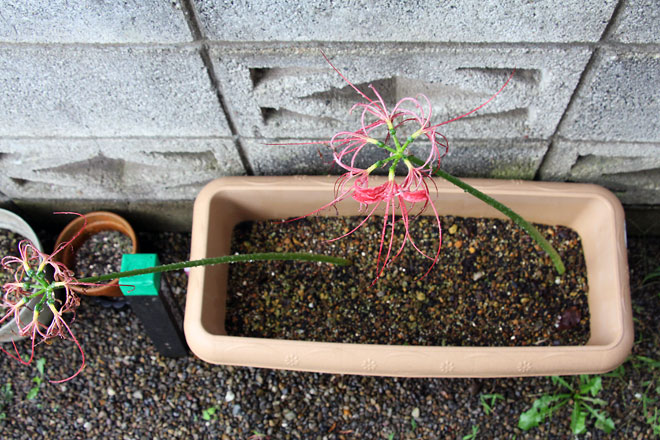 f:id:takahikonojima:20191008080208j:plain