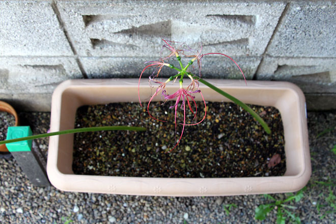 f:id:takahikonojima:20191008080226j:plain