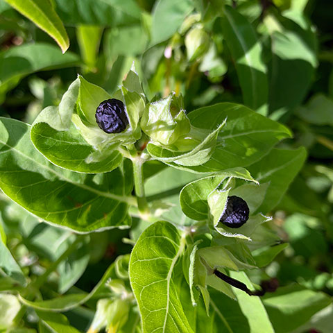 f:id:takahikonojima:20191011162913j:plain