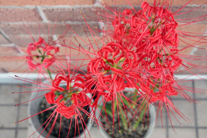 f:id:takahikonojima:20191011163213p:plain