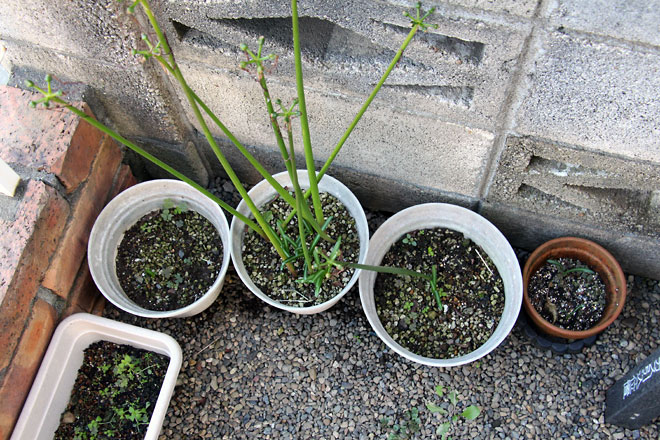 f:id:takahikonojima:20191019175550j:plain