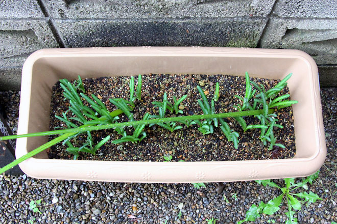 f:id:takahikonojima:20191019175714j:plain