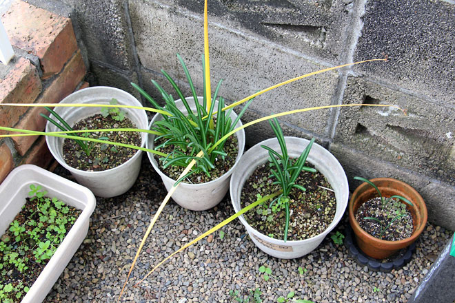 f:id:takahikonojima:20191103205711j:plain