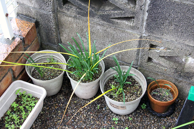 f:id:takahikonojima:20191103205724j:plain