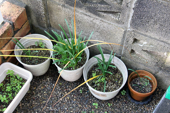 f:id:takahikonojima:20191103205747j:plain