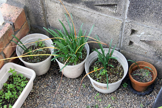 f:id:takahikonojima:20191109185217j:plain