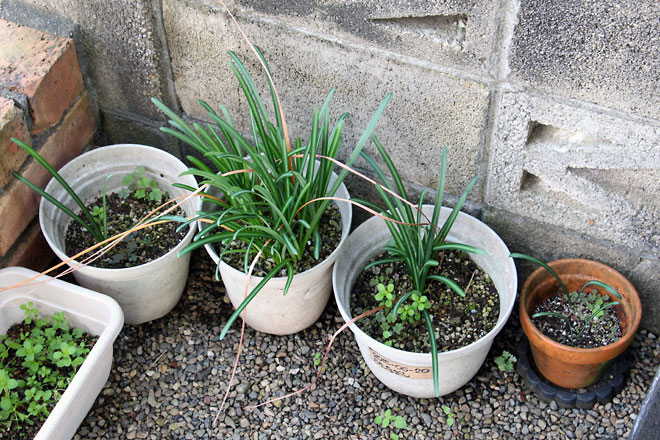 f:id:takahikonojima:20191109185308j:plain