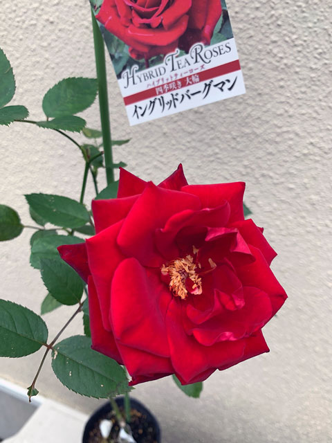 f:id:takahikonojima:20191109192143j:plain