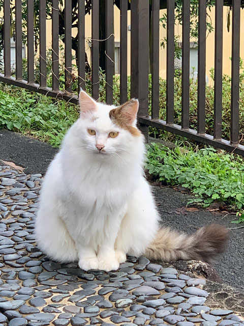 f:id:takahikonojima:20191110183915j:plain