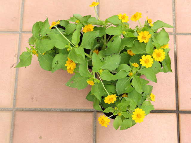 19年10月の みやがせ花の日 メランポジューム ララララlife Goes On