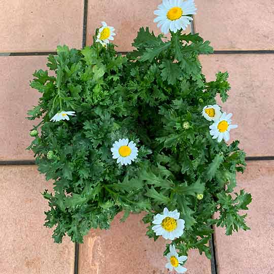 f:id:takahikonojima:20191119201649j:plain