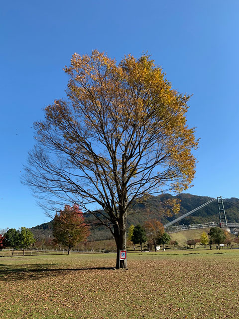 f:id:takahikonojima:20191119201723j:plain