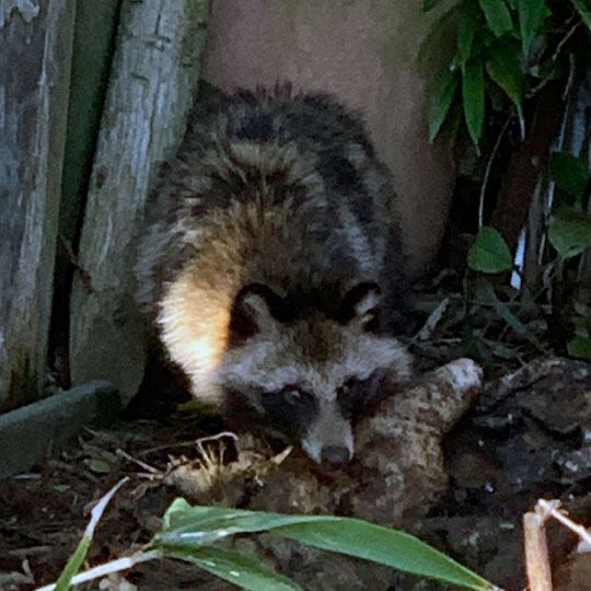 f:id:takahikonojima:20191201121929j:plain