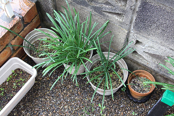 f:id:takahikonojima:20191212164430j:plain