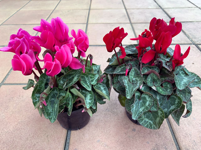 f:id:takahikonojima:20191221185656j:plain