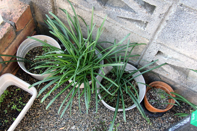 f:id:takahikonojima:20200104183728j:plain