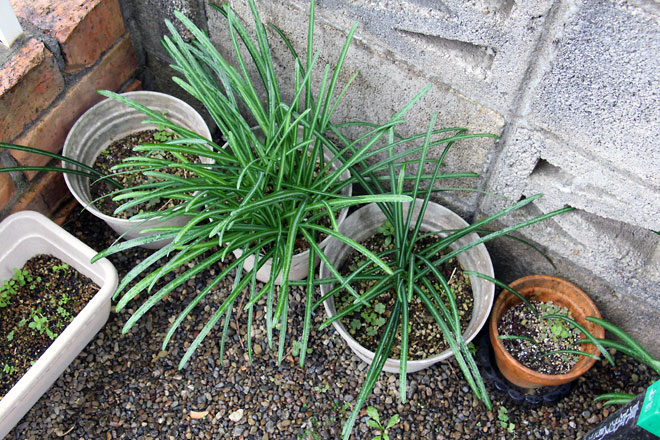 f:id:takahikonojima:20200104183741j:plain