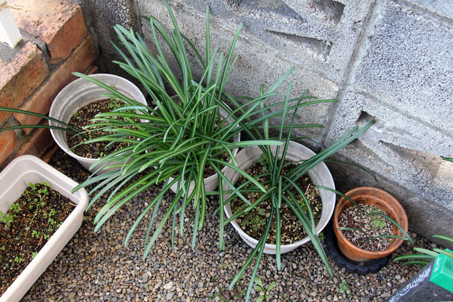 f:id:takahikonojima:20200104183849j:plain