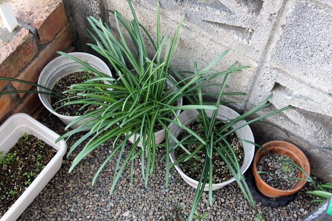 f:id:takahikonojima:20200111100448j:plain