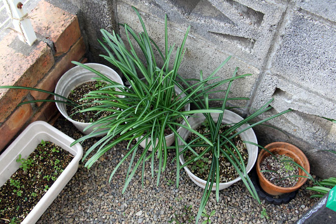 f:id:takahikonojima:20200111100459j:plain