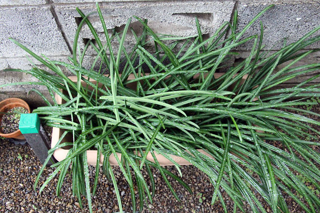 f:id:takahikonojima:20200111100515j:plain