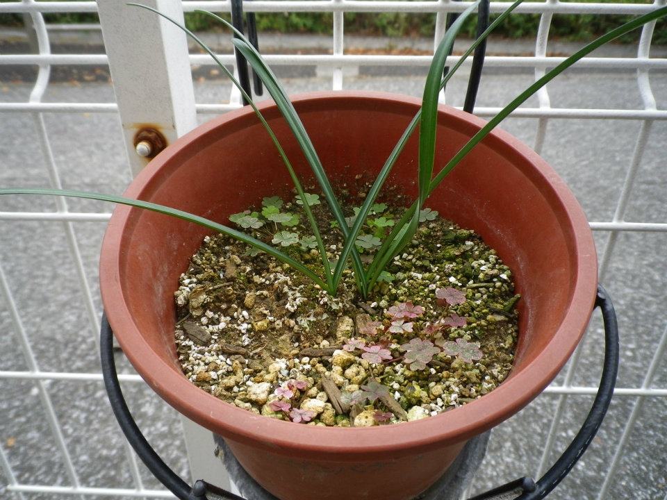 f:id:takahikonojima:20200128140642j:plain