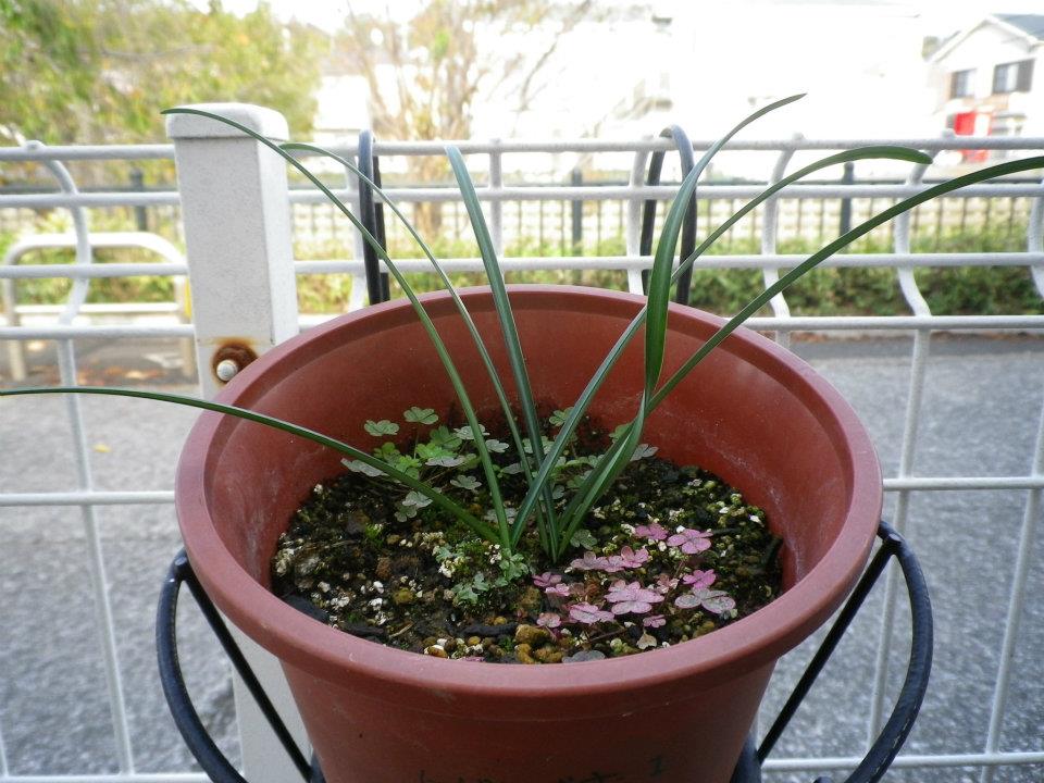 f:id:takahikonojima:20200128140659j:plain