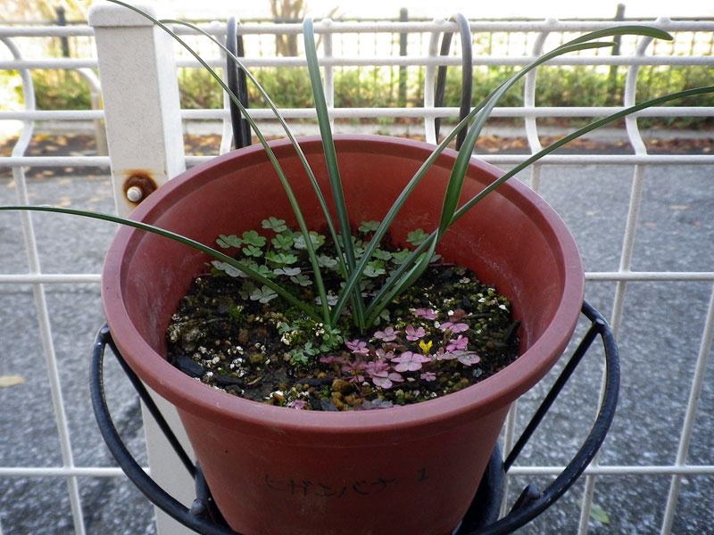 f:id:takahikonojima:20200128140711j:plain