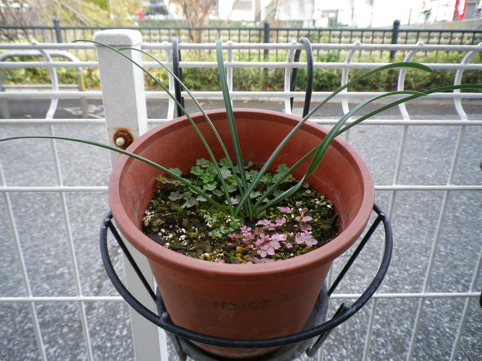 f:id:takahikonojima:20200128140841j:plain