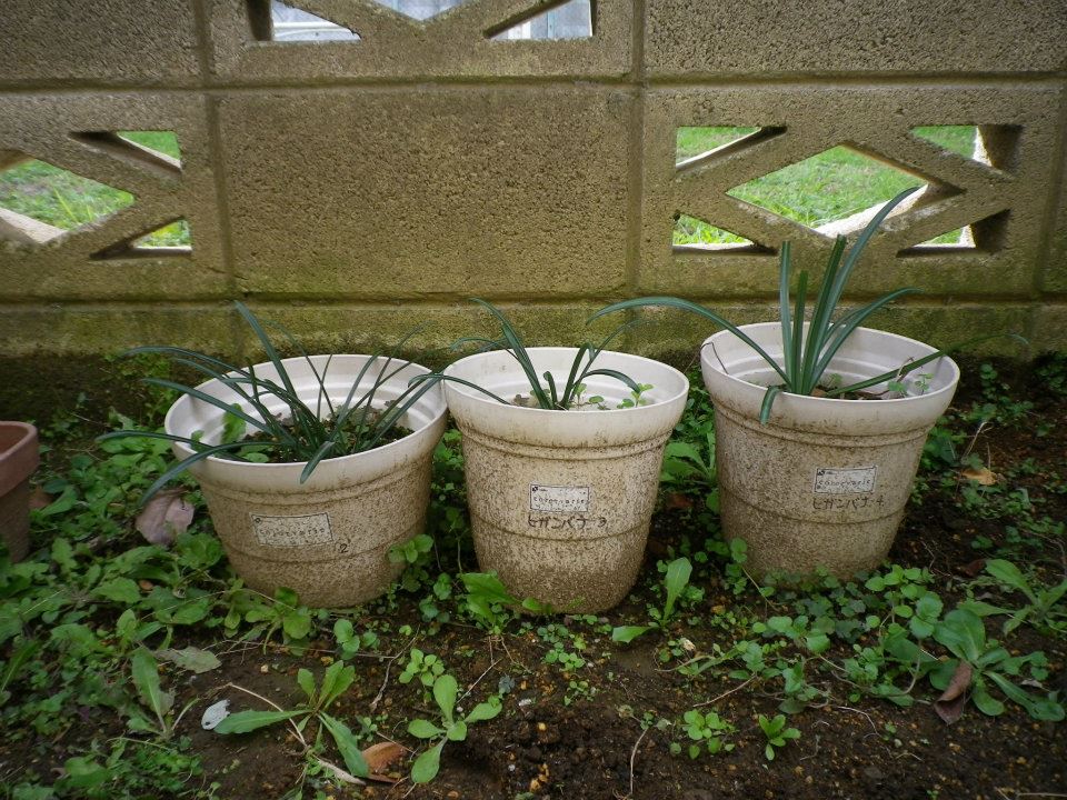 f:id:takahikonojima:20200128140850j:plain