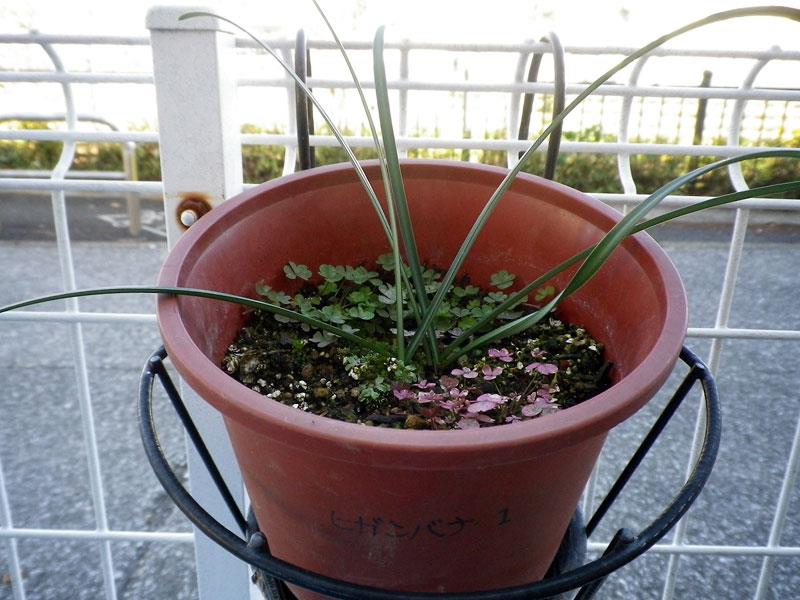 f:id:takahikonojima:20200128140856j:plain