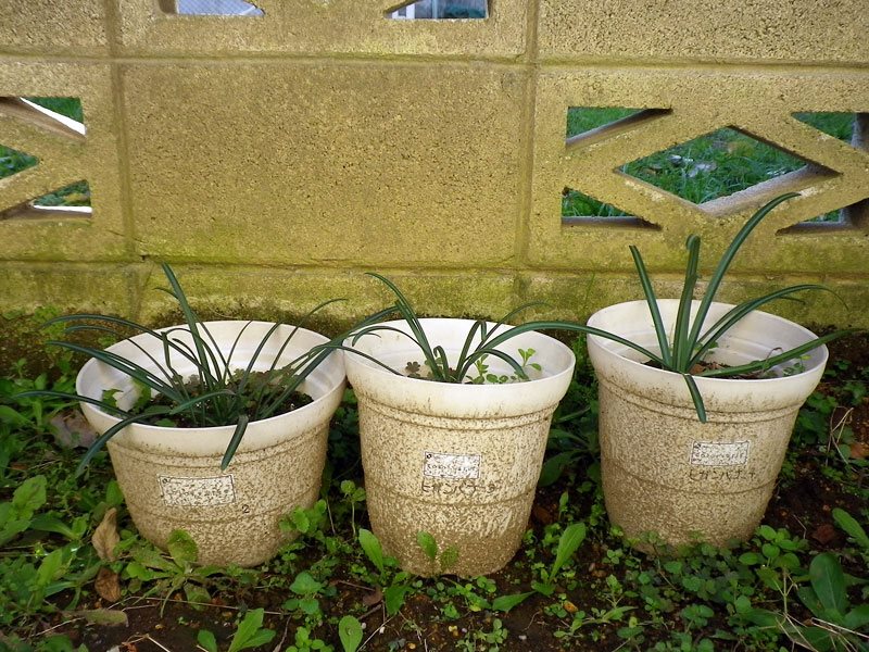 f:id:takahikonojima:20200128140902j:plain