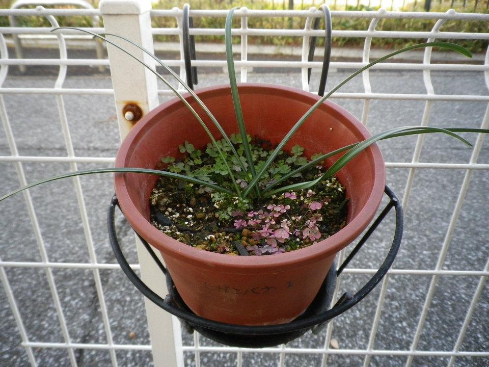 f:id:takahikonojima:20200128140916j:plain