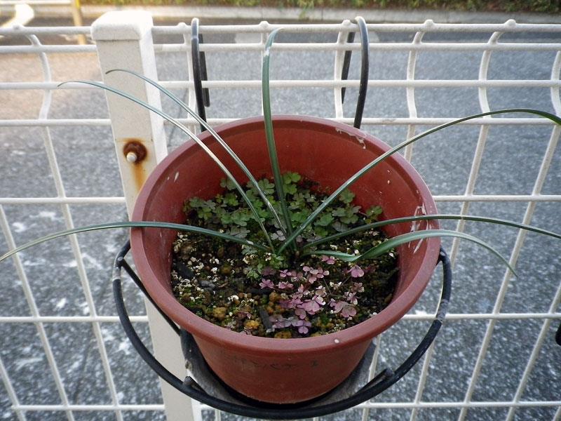 f:id:takahikonojima:20200128140932j:plain