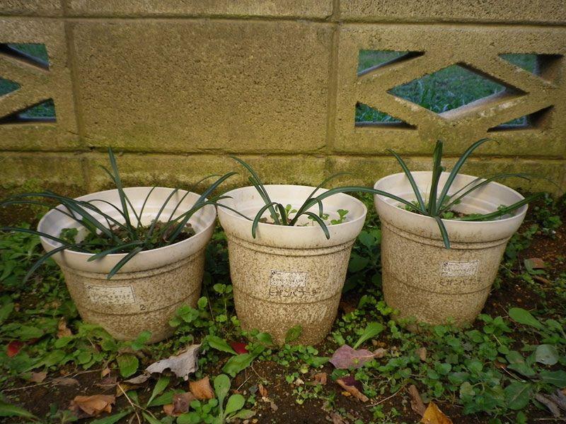 f:id:takahikonojima:20200128140939j:plain