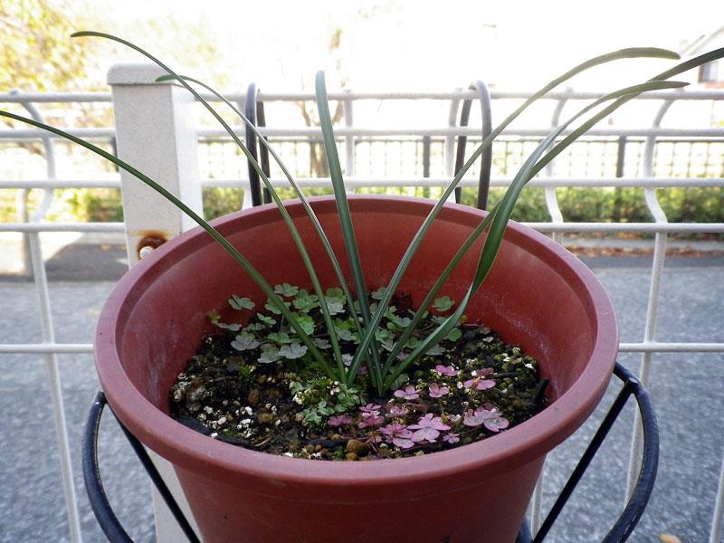 f:id:takahikonojima:20200128140945j:plain