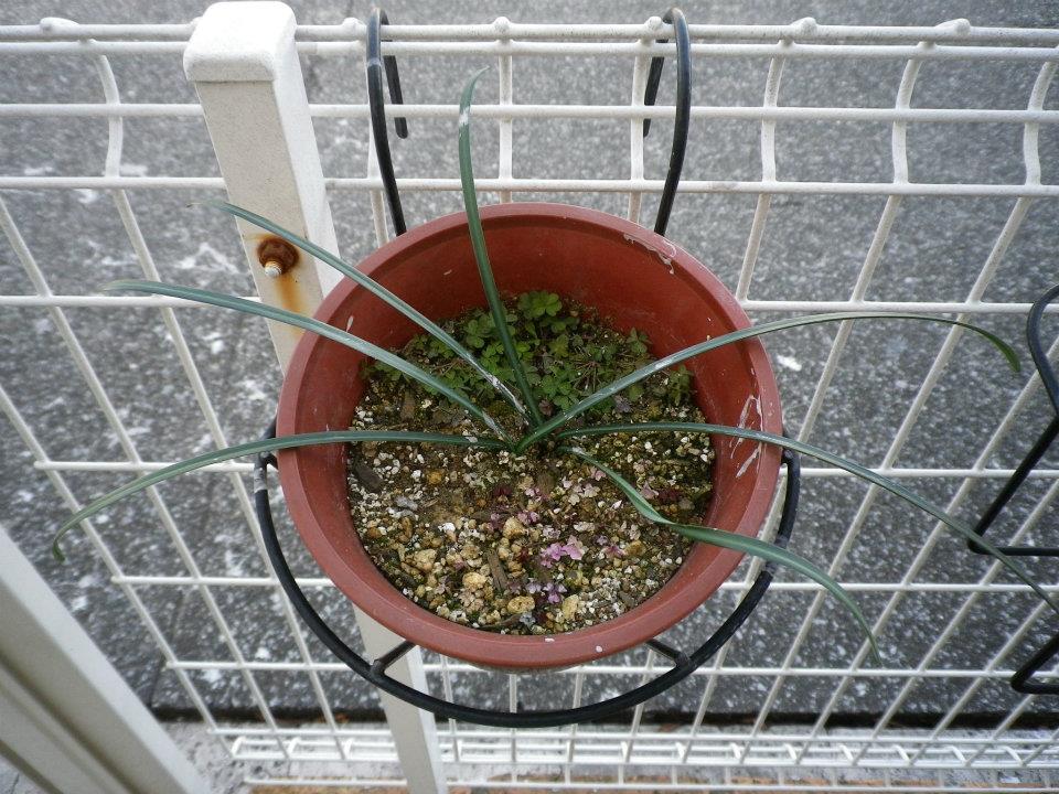 f:id:takahikonojima:20200128141517j:plain